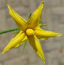 Solanum lycopersicum